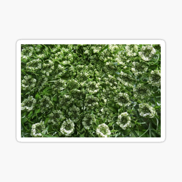 Blooming Carrot Sticker