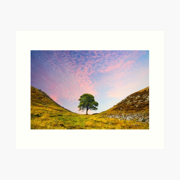 Item preview, Sycamore Gap designed and sold by Alisonchambers2.