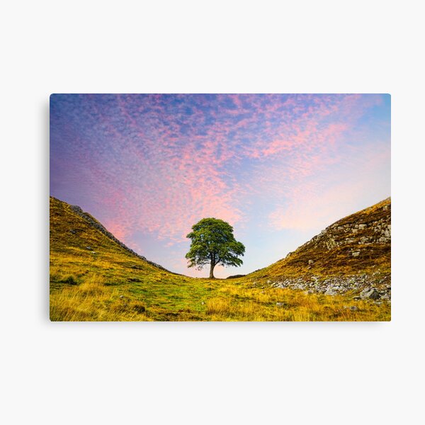 Item preview, Sycamore Gap designed and sold by Alisonchambers2.