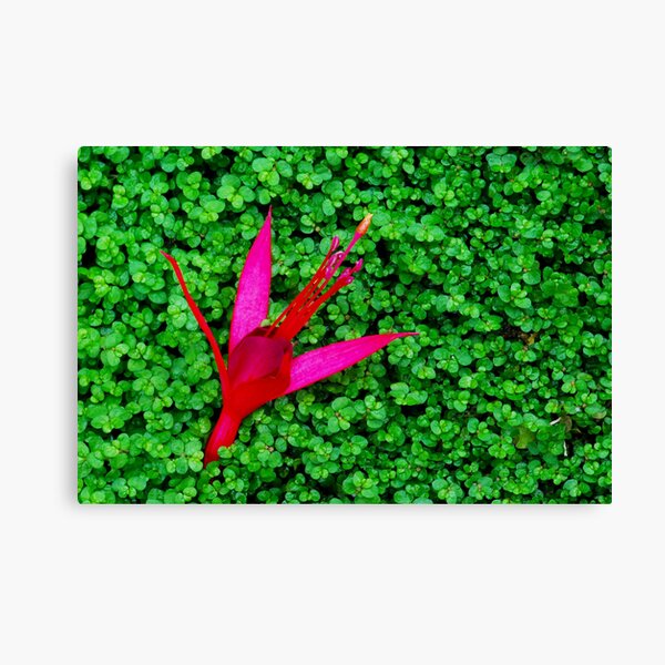 Fallen Canvas Print