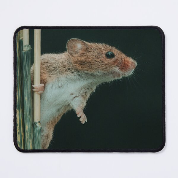 Item preview, Harvest Mouse on a stem of Barley showing all its acrobatic prowess. designed and sold by Adrian Rowley.