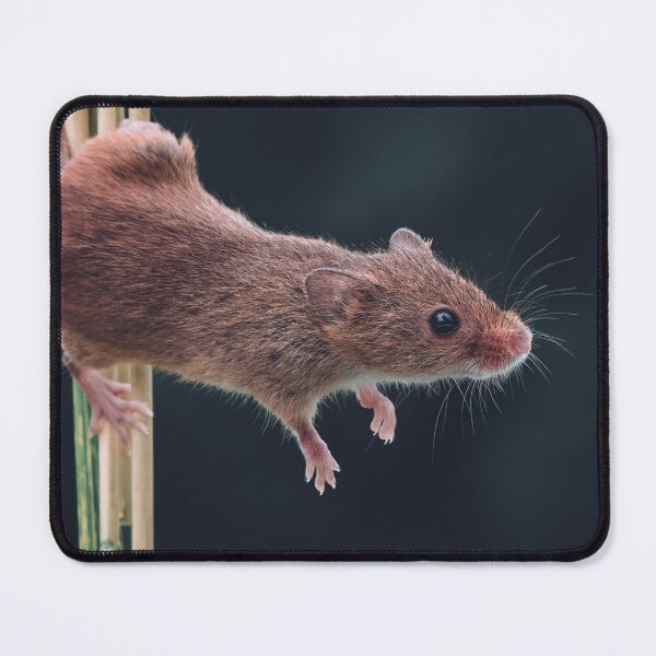 Item preview, Harvest Mouse on a stem of Barley defying the laws of gravity designed and sold by Adrian Rowley.