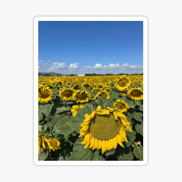 Item preview, Sunflower field designed and sold by Josie Cane.