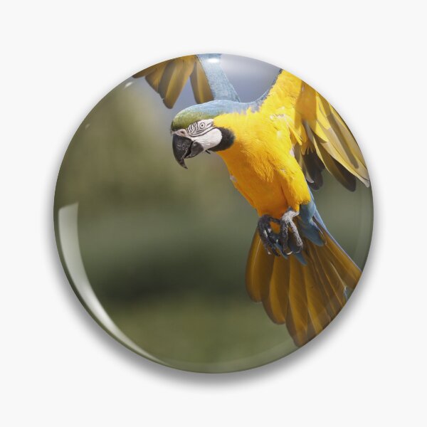 Item preview, Parrot about to land designed and sold by AnkesPapageien.