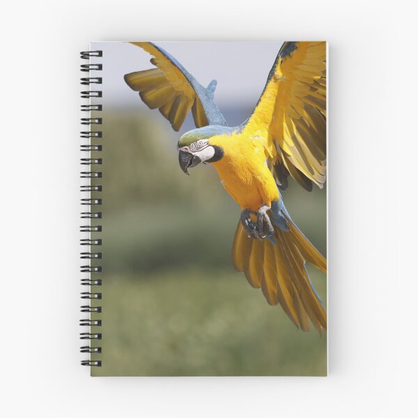 Item preview, Parrot about to land designed and sold by AnkesPapageien.