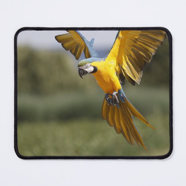 Item preview, Parrot about to land designed and sold by AnkesPapageien.