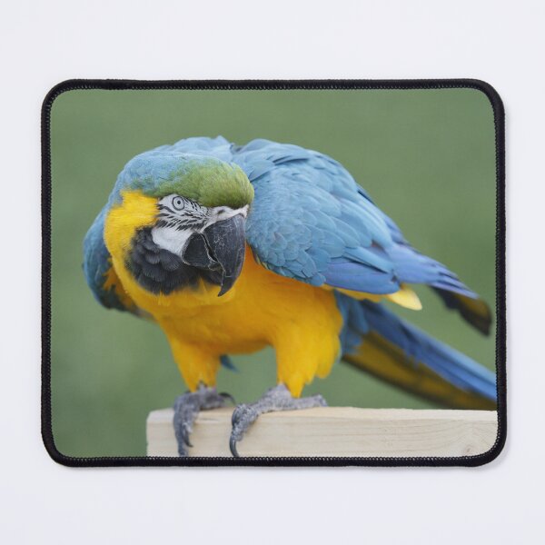 Item preview, Yellow-breasted Macaw designed and sold by AnkesPapageien.