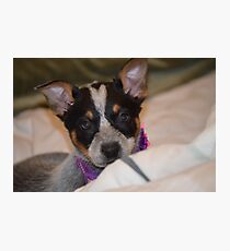 Puppy Photographic Print
