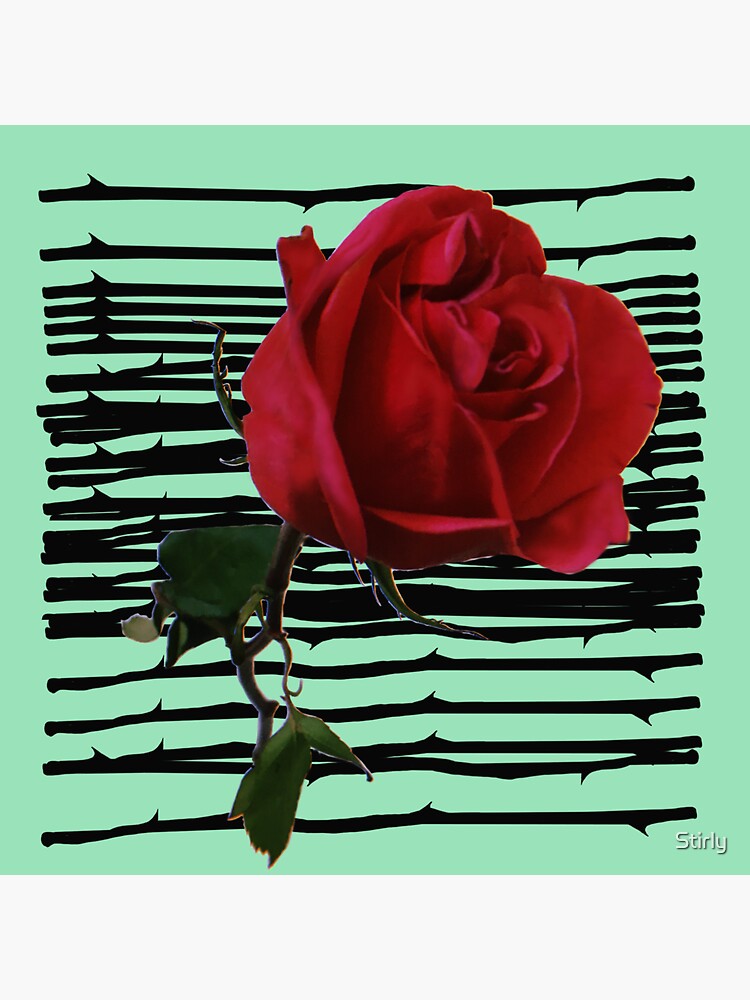 Thumbnail 3 of 3, Sticker, Rose x Green Background designed and sold by Stirly.