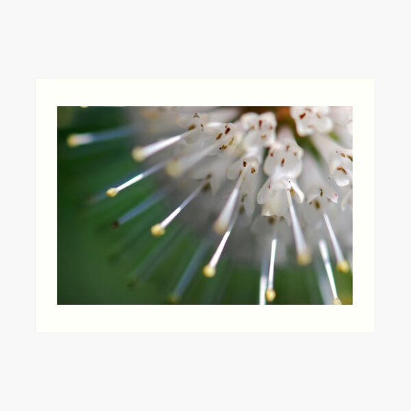Buttonbush Art Print