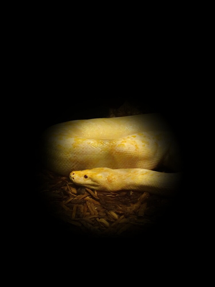 Thumbnail 4 of 4, iPhone Case, Albino python designed and sold by Guardi71.