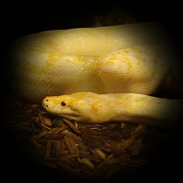 Artwork thumbnail, Albino python by Guardi71