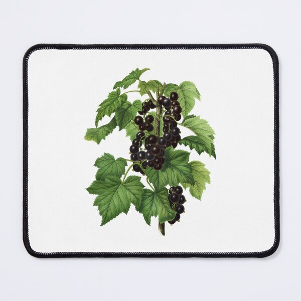 Item preview, Ribis Nigrum designed and sold by portokalis.