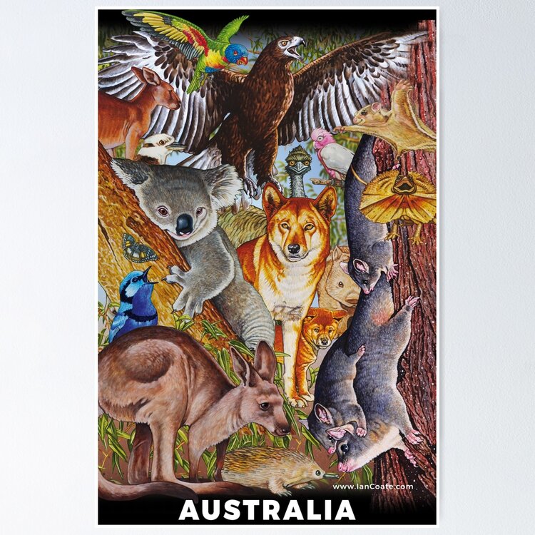 Australian Animals Designs 2 Sticker