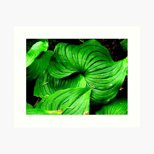Item preview, Green..Forest at Neptune Beach..Yachats, Oregon...Wild Hosta designed and sold by Diane Arndt.