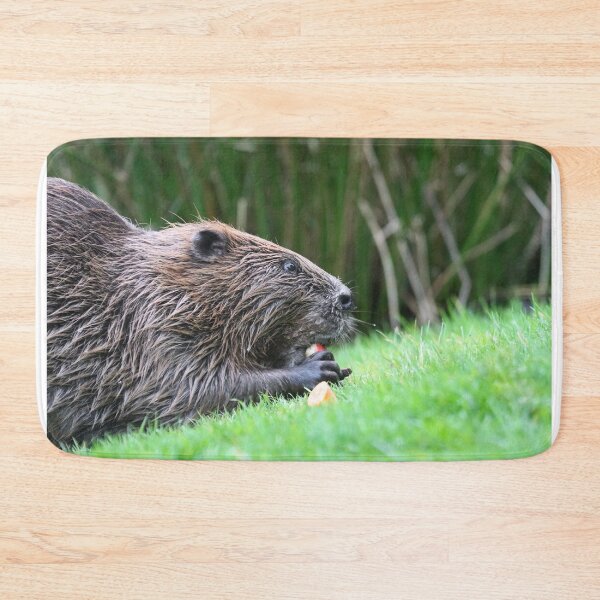 Item preview, Eurasian Beaver designed and sold by GreyFeatherPhot.