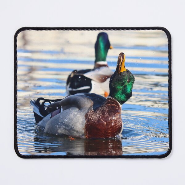 Item preview, Mallard duck display designed and sold by GreyFeatherPhot.