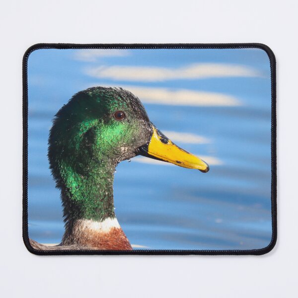 Item preview, Mallard drake portrait designed and sold by GreyFeatherPhot.