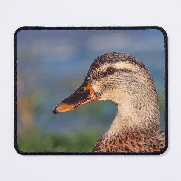 Item preview, Mallard duck portrait I designed and sold by GreyFeatherPhot.
