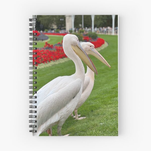Item preview, Pelicans at Buckingham palace designed and sold by queenavox.