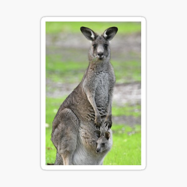 Kangaroo with joey looking out of pouch Sticker