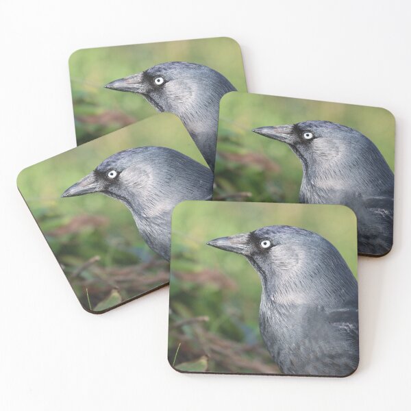Item preview, Primer plano de grajilla designed and sold by GreyFeatherPhot.