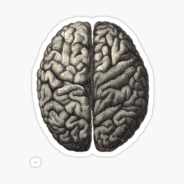 Item preview, Anatomical Brain Drawing designed and sold by Porosenok.
