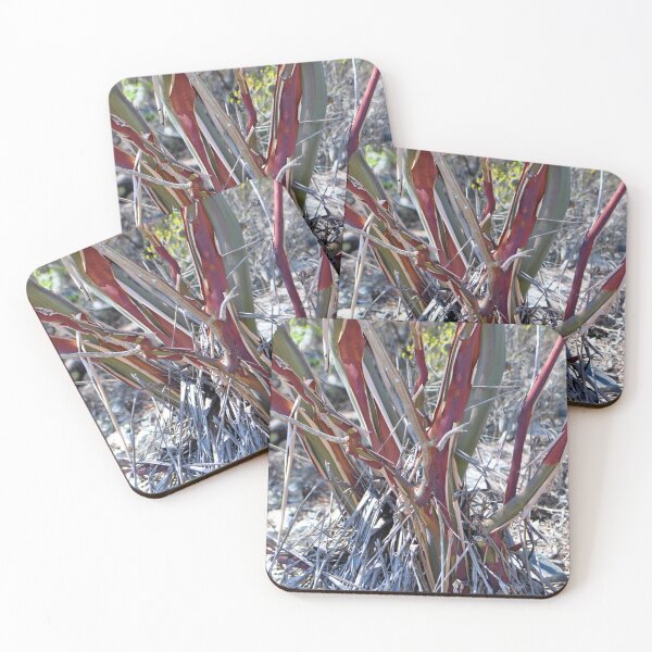 Item preview, Striking Eucalyptus caesia ‘Silver Princess’ tree tunks Australia native plant designed and sold by IPPhotography.