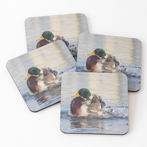 Item preview, Bathing mallard designed and sold by GreyFeatherPhot.