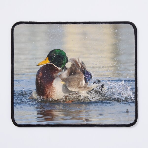 Item preview, Bathing mallard designed and sold by GreyFeatherPhot.