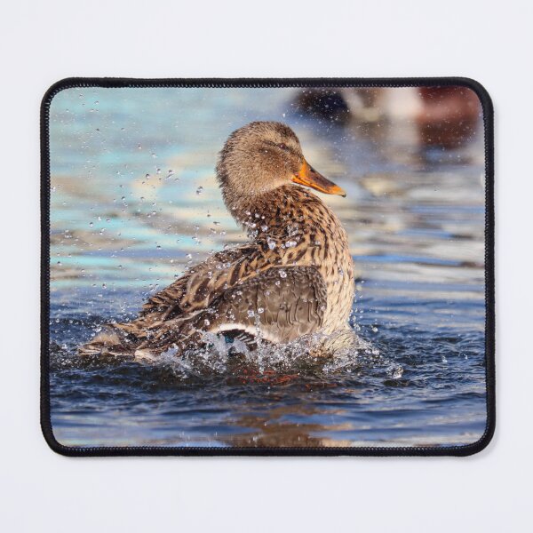Item preview, Mallard making a splash designed and sold by GreyFeatherPhot.