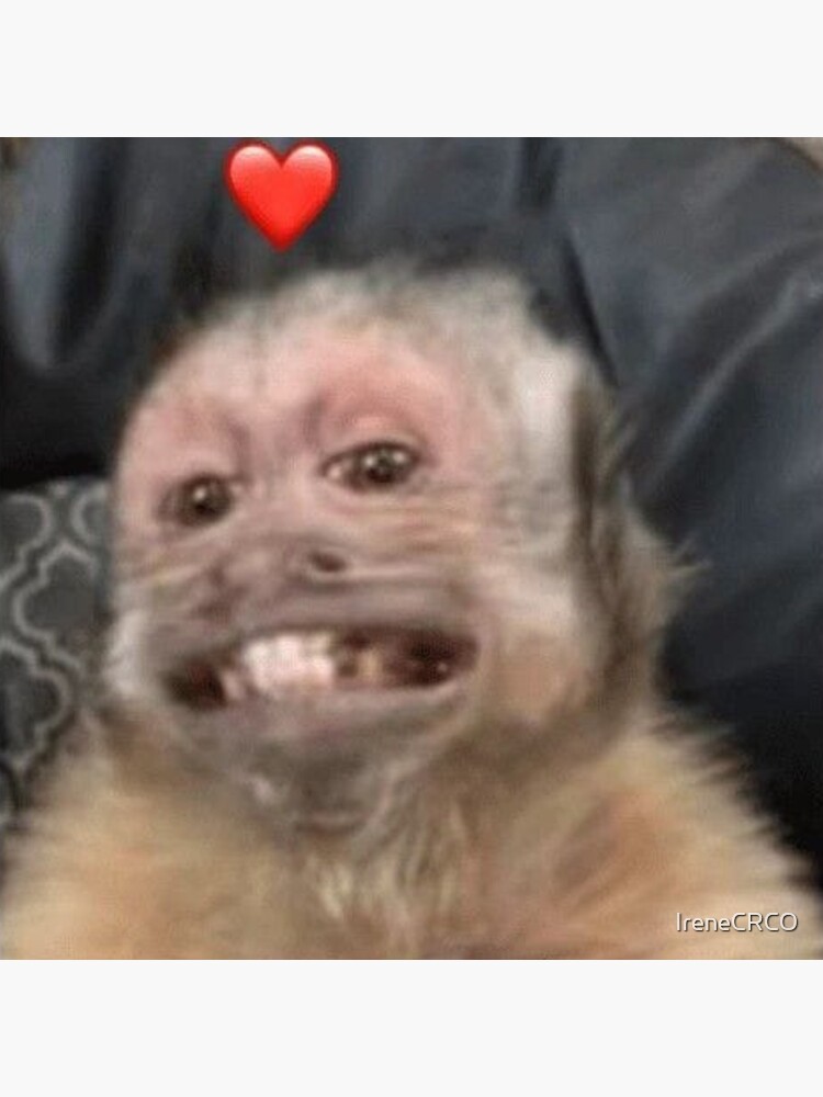 Monkey Love Memes 30 Monkey Memes Majoring In Monkey Business