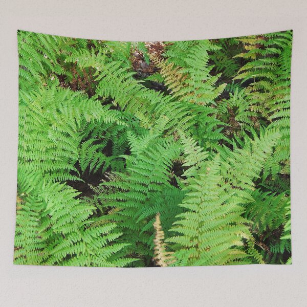 Item preview, Hay-Scented Fern on Blue Ridge Parkway designed and sold by gistinker.