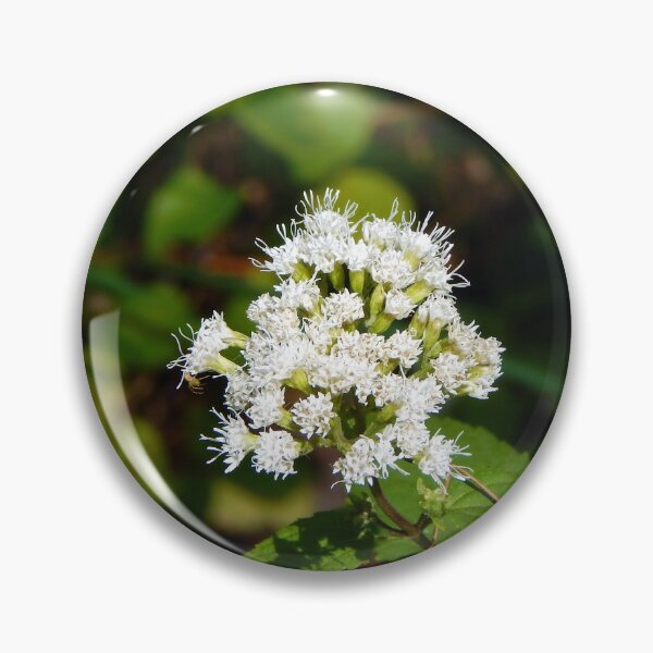 Item preview, White Snakeroot Flower designed and sold by gistinker.