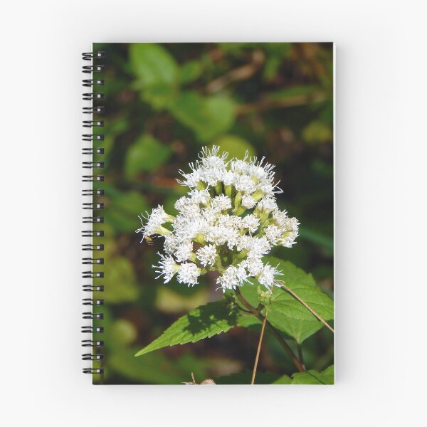 Item preview, White Snakeroot Flower designed and sold by gistinker.