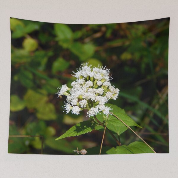 Item preview, White Snakeroot Flower designed and sold by gistinker.