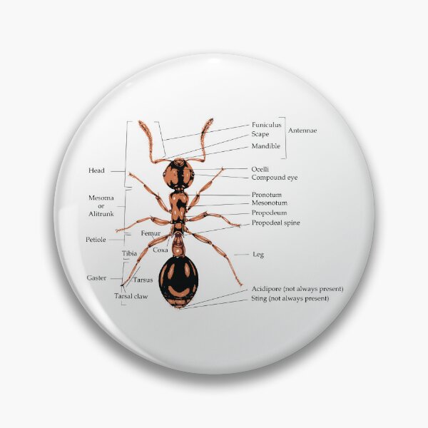 Item preview, Anatomy of a Ant Illustration designed and sold by Corner-Distro.