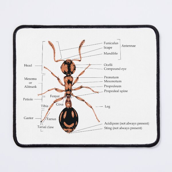 Item preview, Anatomy of a Ant Illustration designed and sold by Corner-Distro.