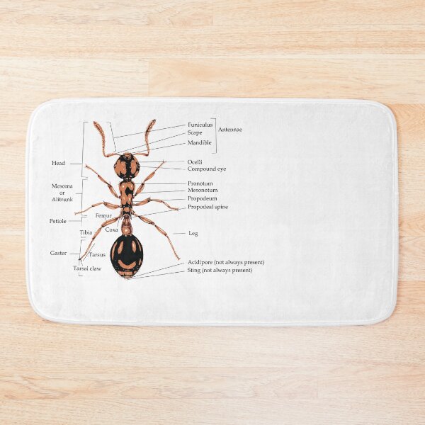 Item preview, Anatomy of a Ant Illustration designed and sold by Corner-Distro.