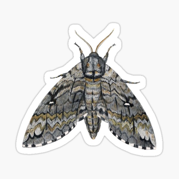 Waved Sphinx (Ceratomia undulosa) Sticker
