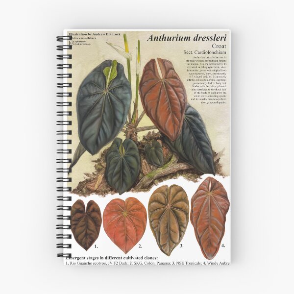 Item preview, Anthurium dressleri designed and sold by AABExotics.
