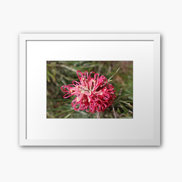 Item preview, Grevillea Banksii designed and sold by PhotographyJBM.