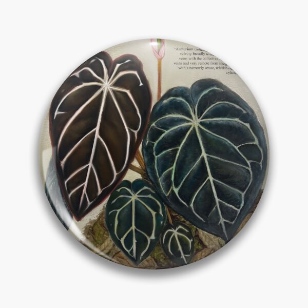 Item preview, Anthurium carlablackiae designed and sold by AABExotics.
