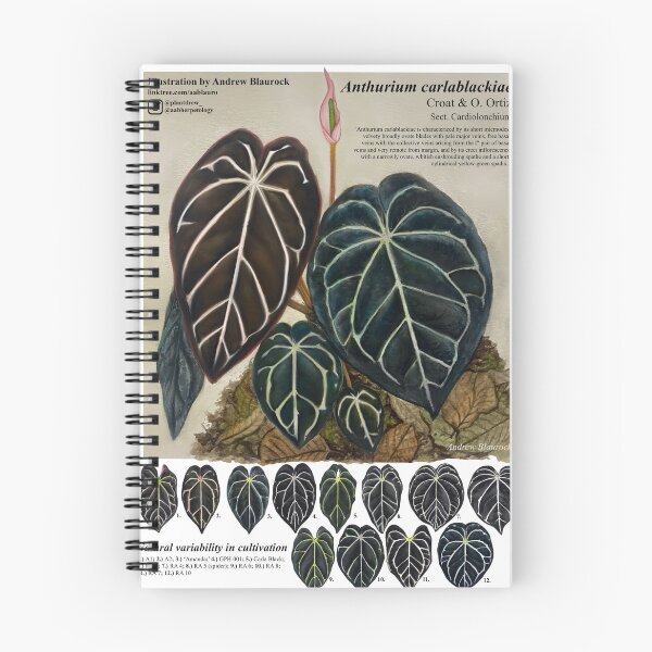 Item preview, Anthurium carlablackiae designed and sold by AABExotics.