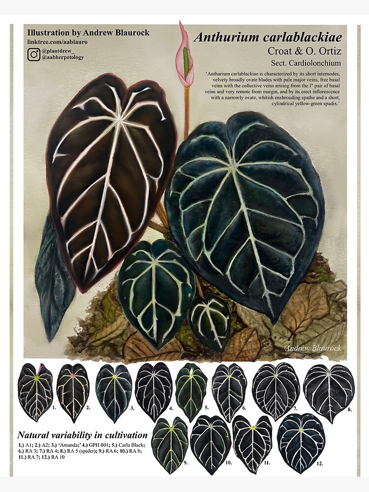 A*払様 anthurium carlablackiae カーラブラッキー Secret Bazaar | _ 『 Anthurium carlablackiae RA5 x RA10 (x