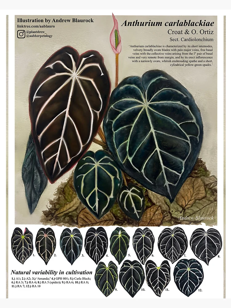 Anthurium carlablackiae