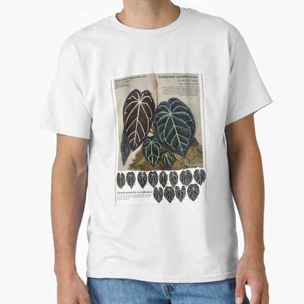 Item preview, Anthurium carlablackiae designed and sold by AABExotics.