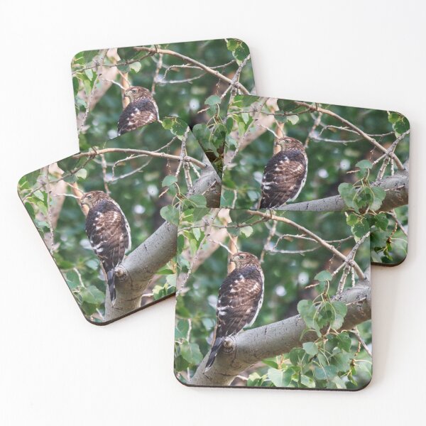 Item preview, Cooper's Hawk designed and sold by Alyce Taylor.