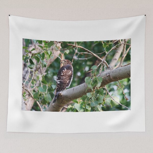 Item preview, Cooper's Hawk designed and sold by Alyce Taylor.