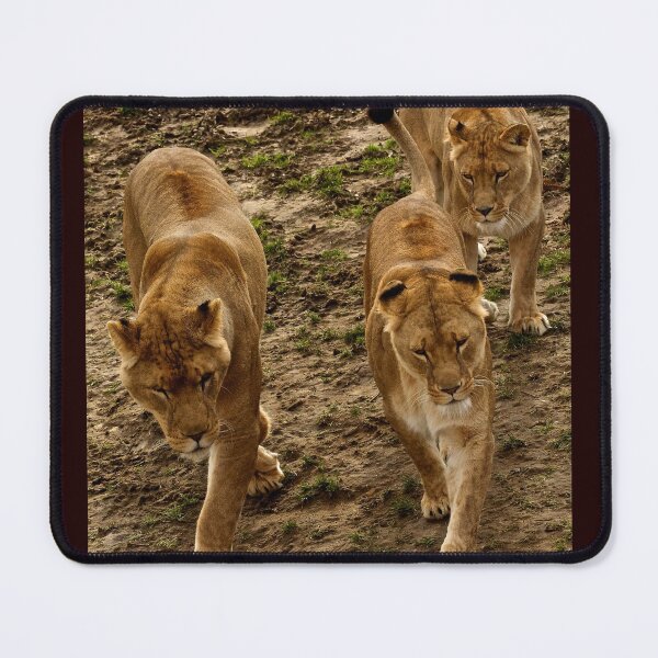 Item preview, The Three Lions designed and sold by jimmyboysnapz.